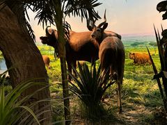 -国家自然博物馆