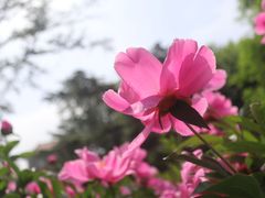 -丰台花园
