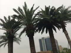 -宝安西湾红树林湿地公园