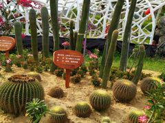 -亚龙湾国际玫瑰谷