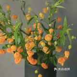 💢🌟鲜花中的爱马仕🌟💢