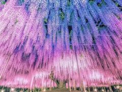 -嘉定紫藤园