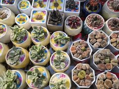 -南宫五洲植物乐园