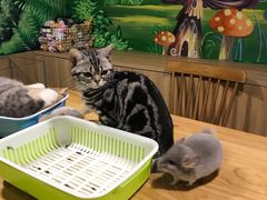 -藦茜花园宠物主题亲子互动体验馆(国顺东路店)