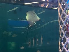 -瑞德姆美人鱼海底演艺主题餐厅(亚龙湾店)