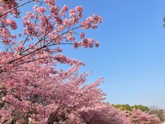 -顾村公园