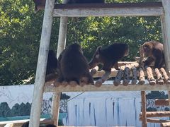 -西霞口神雕山野生动物世界