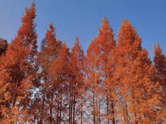 -白鹭湾湿地公园