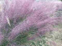 -艾溪湖湿地公园