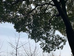 -上海鲜花港