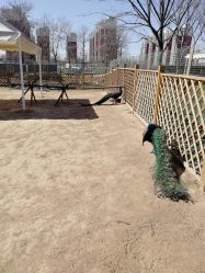 -萌宠亲子动物乐园(槐房万达店)