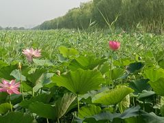 -西青郊野公园