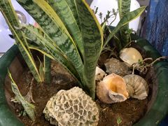 -花乐餐厅(涠洲岛店)