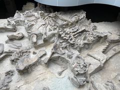 -自贡恐龙博物馆