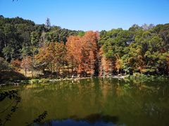 -深圳仙湖植物园