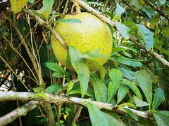 -三亚珠江南田温泉度假区