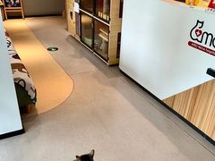 -御宝贝·A梦猫科宠物医院(国际猫友好医院)