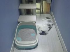 -喵的天空名猫咖啡馆·撸猫·猫舍·用品