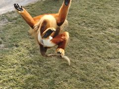 -西霞口神雕山野生动物世界