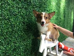 -Goku PET SHOP宠物视觉生活馆(双井店)