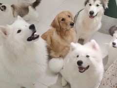 -安格丽娜·狗咖·猫咖羊驼咖(春熙路百盛商场店)