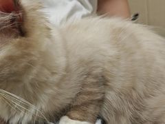-安安宠医宠物医院·异宠·犬猫内科(岳阳分院)