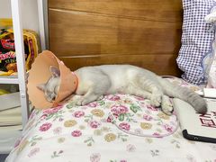 -伟伟宠物医院·瑞派猫友好医院·猫科(光谷店)