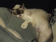 -猫色咖啡·猫咖