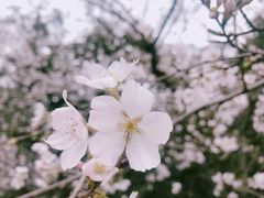-武汉大学-樱园