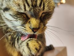 -猫儿山۰猫主题餐厅