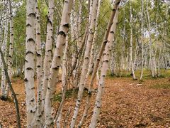 -塞罕坝国家级自然保护区