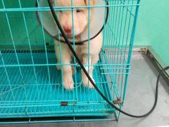 -顺强宠物诊所·狂犬免疫·夜诊·骨科(嘉定店)