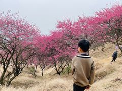 -新建村梅花