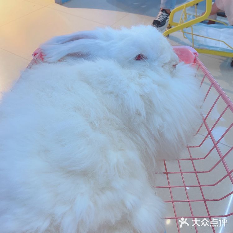 价格：45一位（三馆通玩-失恋、安哥拉兔、星空）