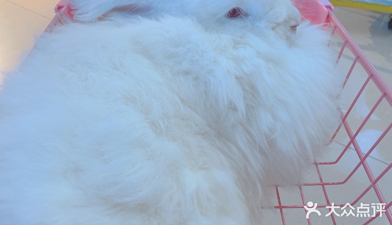 价格：45一位（三馆通玩-失恋、安哥拉兔、星空）