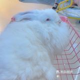 价格：45一位（三馆通玩-失恋、安哥拉兔、星空）