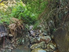 -海南霸王岭国家森林公园