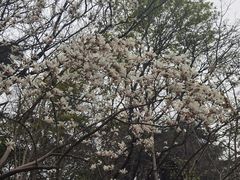 -南京古林公园