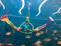 -瑞德姆美人鱼海底演艺主题餐厅(亚龙湾店)