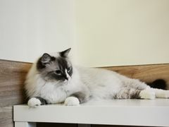 -滚猫咖啡·猫咖·猫友好撸猫(未来城店)