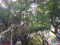 -横琴客运码头