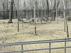 -秦皇岛野生动物园