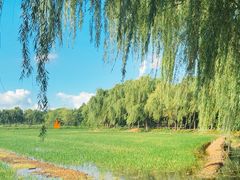 -长兴太湖图影湿地文化园