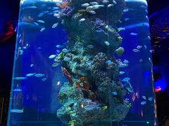 -芜湖新华联大白鲸海洋公园