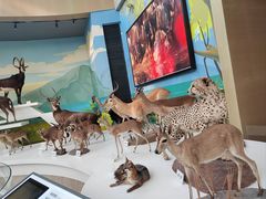 -陕西自然博物馆