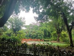 -广州长隆飞鸟乐园