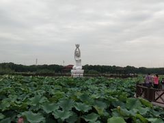 -荷塘月色湿地公园·向阳花洲