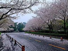 -武汉大学-樱园