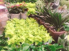 -秦美花卉(天朗·莱茵小城2期店)