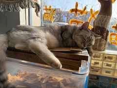 -平行世界·猫咖(首经贸店)